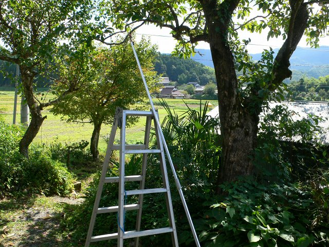 b0042882_1415635.jpg