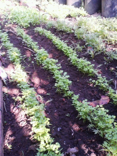 f0085291_18504690.jpg
