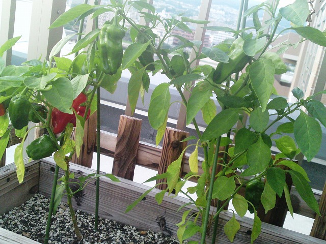 a0000014_21423439.jpg