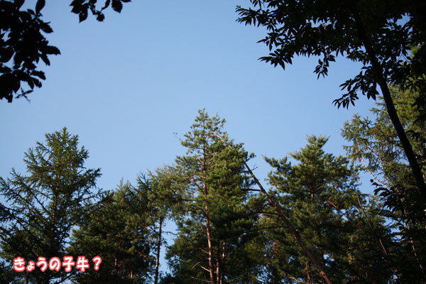 f0203423_2074276.jpg