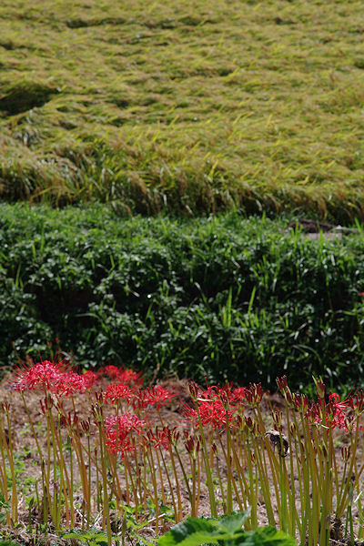 f0007926_10452222.jpg