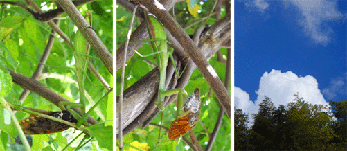 c0146127_12463811.gif