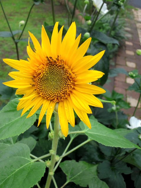 c0117239_12533642.jpg