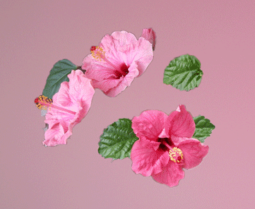 a0193457_9444821.gif