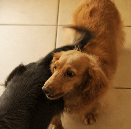 c0196673_7421645.gif