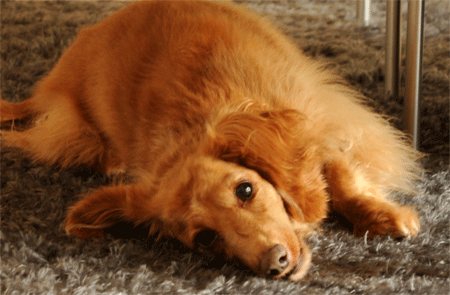 c0196673_7422439.gif
