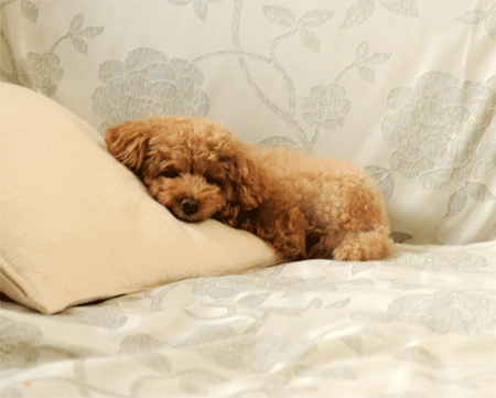 c0196673_7464389.gif