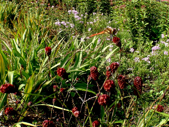 a0007388_14331566.jpg