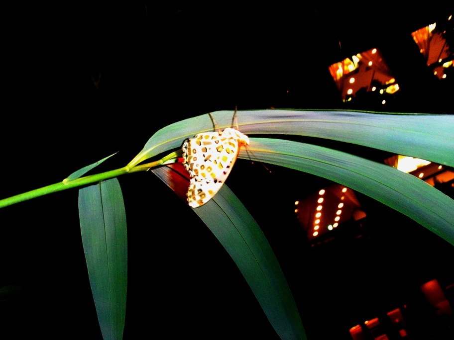 b0194593_05595.jpg