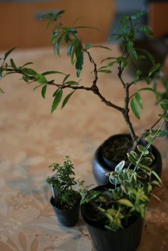 c0129498_0372479.jpg