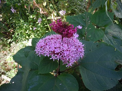 c0117007_20592890.jpg