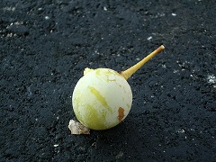 c0190010_20162760.jpg