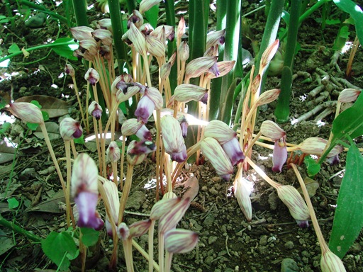 c0039924_2114742.jpg
