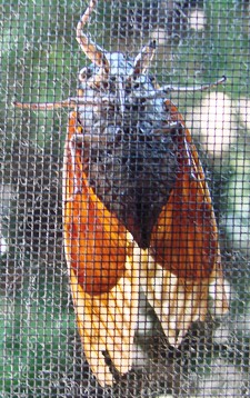 c0039924_212514.jpg