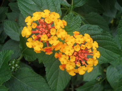 a0054240_1755091.jpg