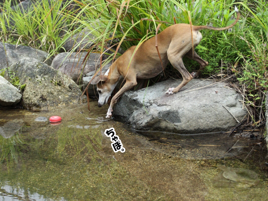 f0158862_2014021.jpg