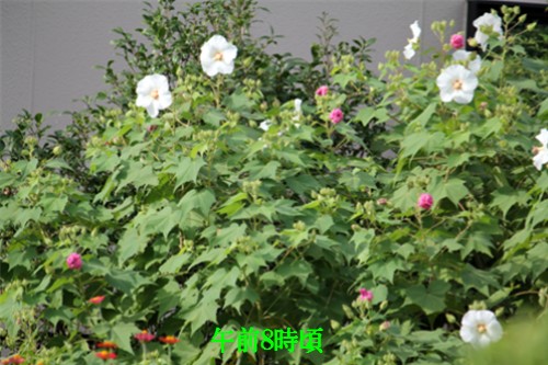 f0003174_913069.jpg