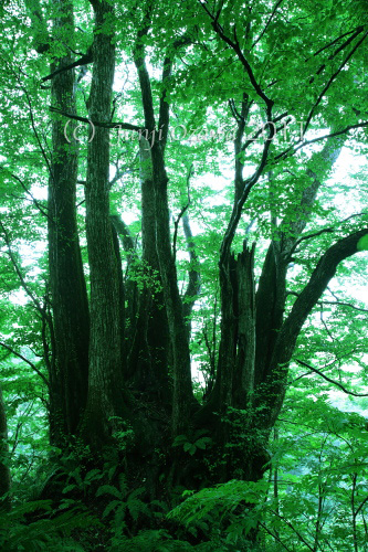 c0195281_844515.jpg