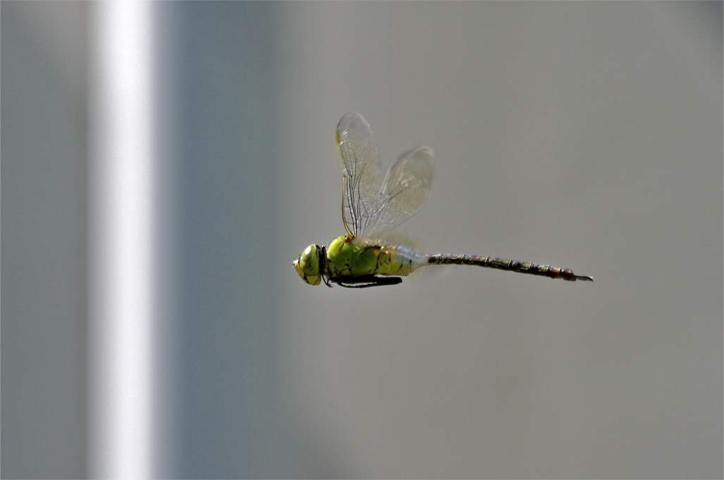 d0209988_17295847.jpg