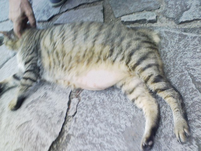d0055397_1034524.jpg