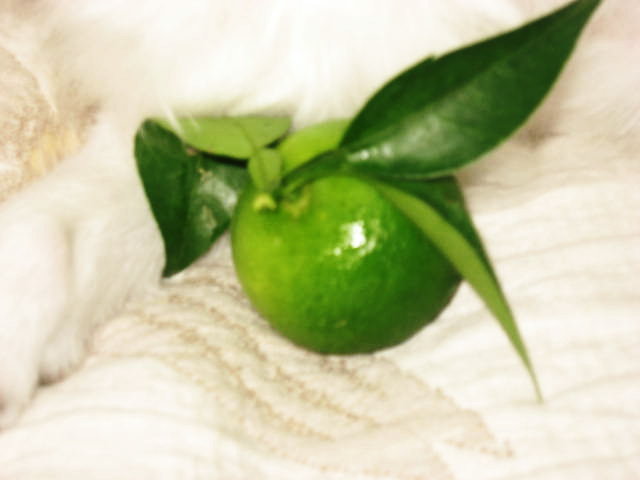 a0149240_21345789.jpg