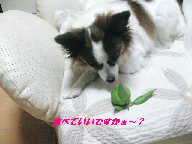 a0149240_21363015.jpg