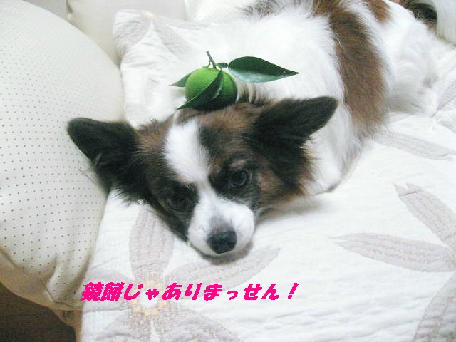 a0149240_2136374.jpg