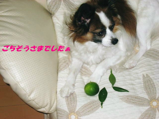 a0149240_21381226.jpg