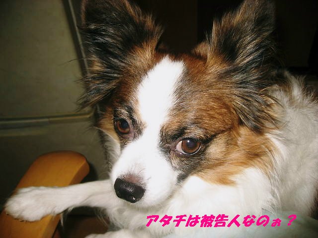 a0149240_836314.jpg