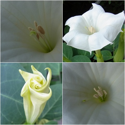 曼荼羅華