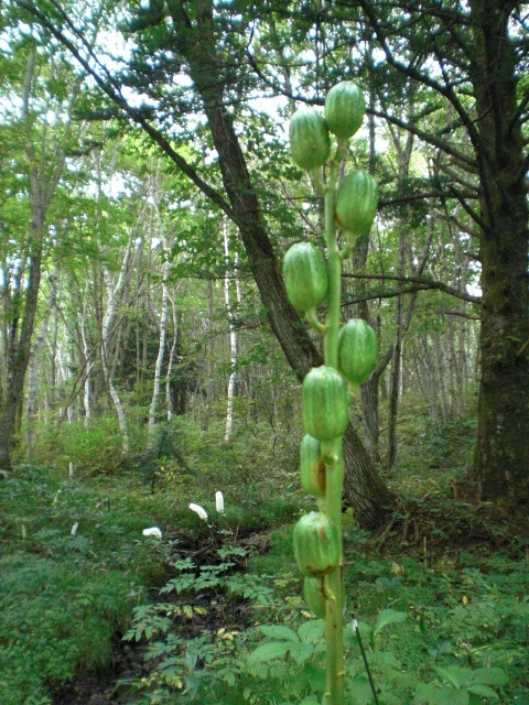c0157348_14175039.jpg