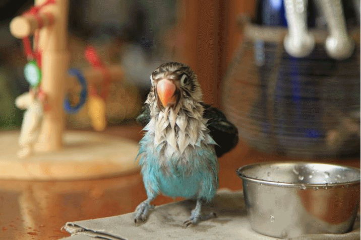 c0145250_17551553.gif