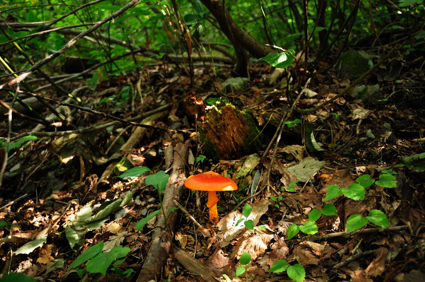 c0138991_2256948.jpg