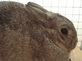b0081503_1675819.png