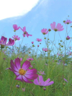 c0074025_11402759.jpg
