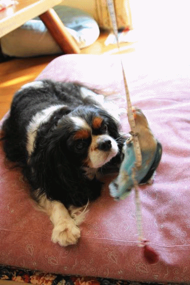 c0145250_15361277.gif