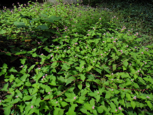 c0179351_9163139.jpg