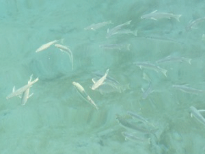 f0190653_21584815.gif