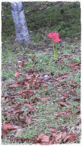 a0211669_16144590.gif