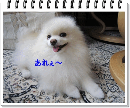 b0167519_1524169.gif