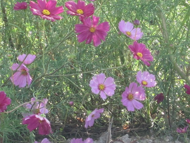c0225420_1430769.jpg