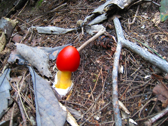 e0002820_2343511.jpg