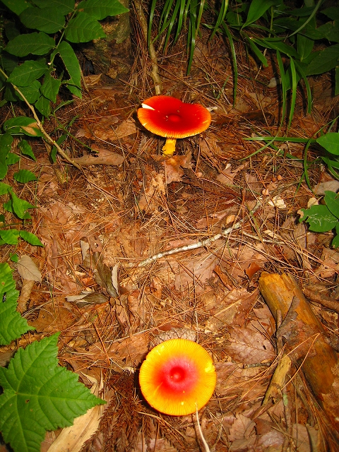 e0002820_2347673.jpg