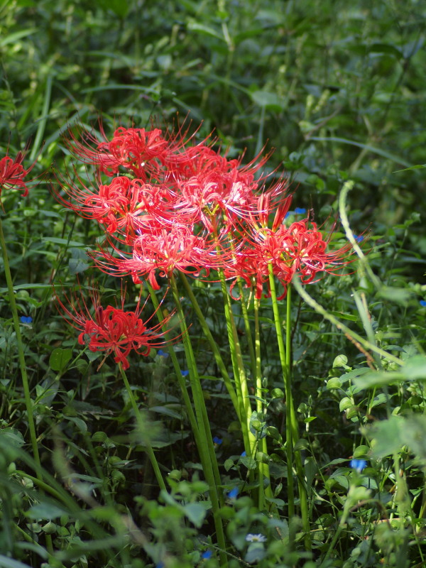 c0085622_22402544.jpg
