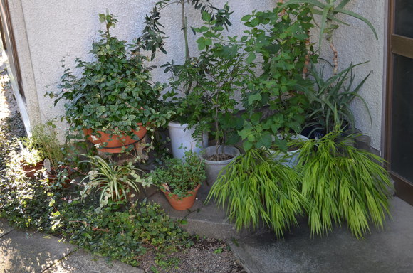 c0155326_12234958.jpg