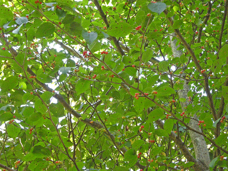 a0001354_22584588.gif