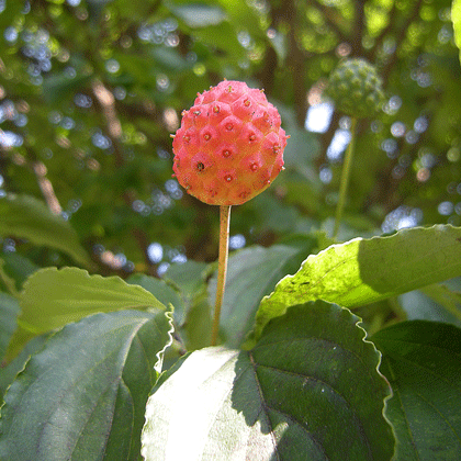 a0001354_2259787.gif