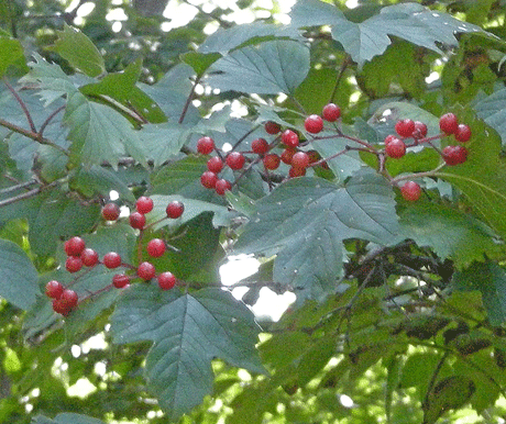 a0001354_2325343.gif