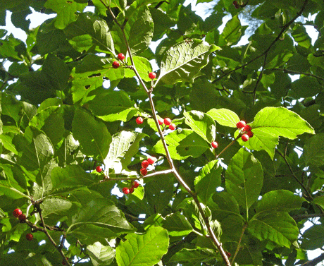 a0001354_239052.gif