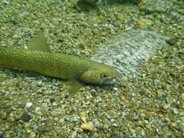 b0177355_163776.jpg